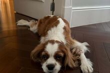 Rubens Barrichello com o cão