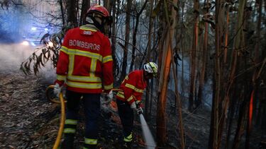 Investigação na Proteção Civil: Negócios com duas empresas levantam suspeitas