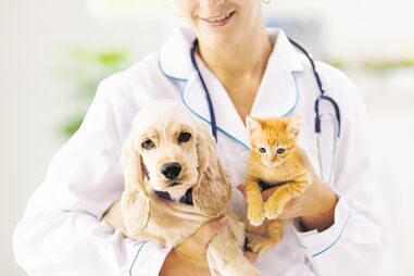  Foram vacinados contra a raiva  22910 cães e gatos