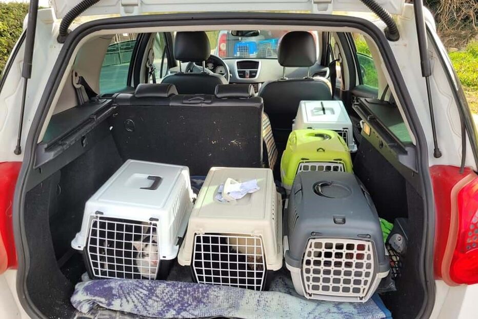 2024-02-08_15_09_05 GATOS MORTOS.jpg