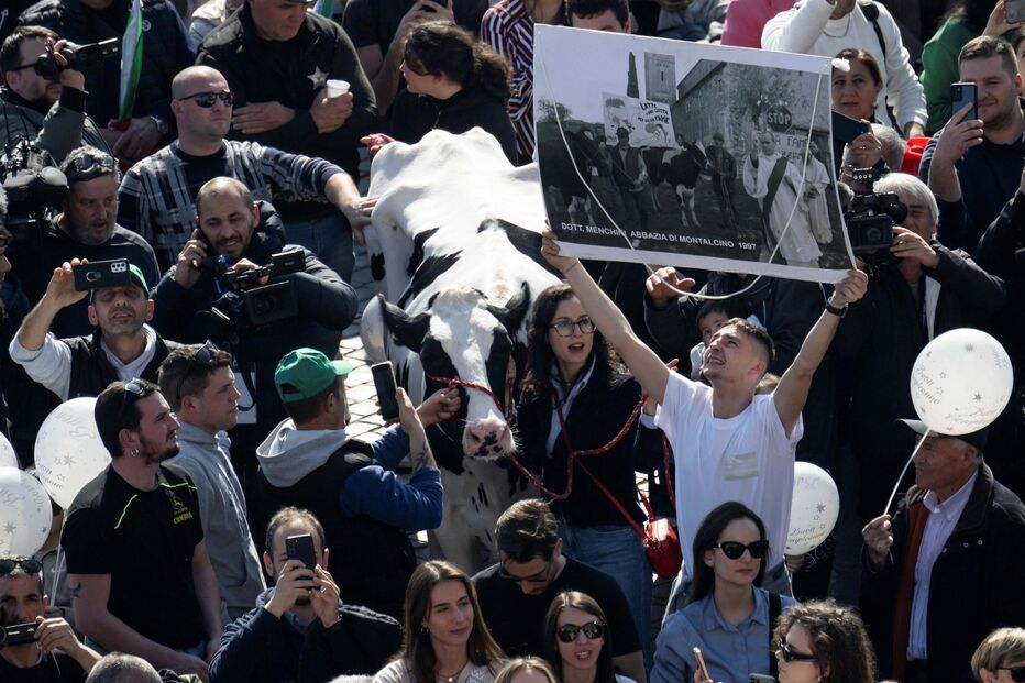 Agricultores italianos levam vaca a Papa Francisco