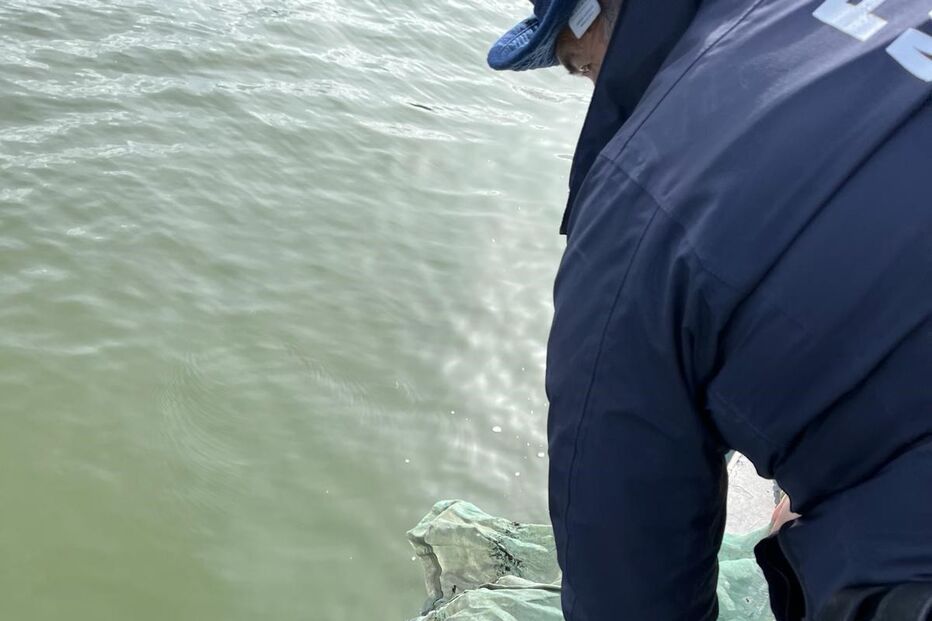 Polícia Marítima apreende 13 quilos de meixão no rio Tejo