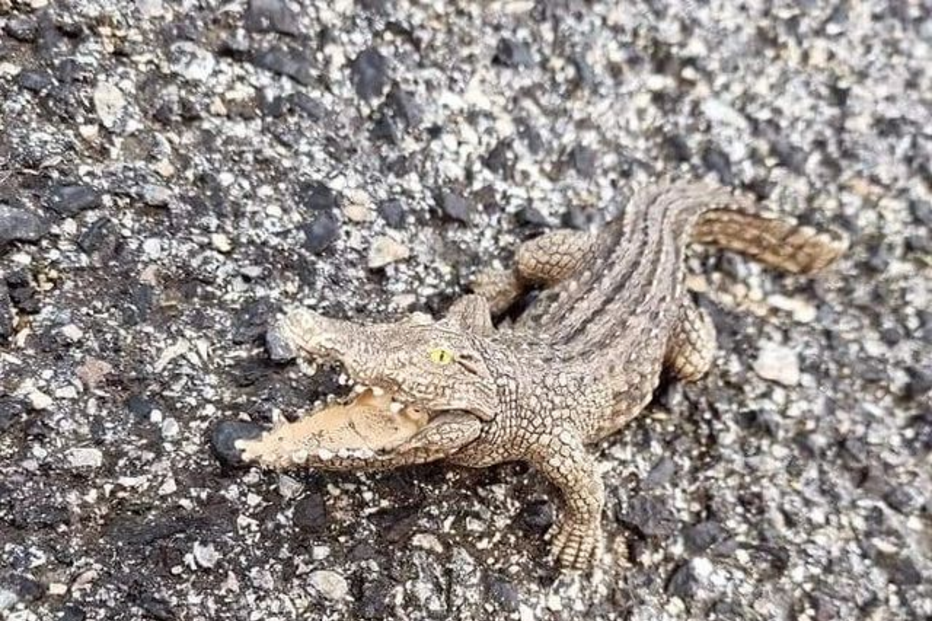 Falso crocodilo mobiliza bombeiros da Parede