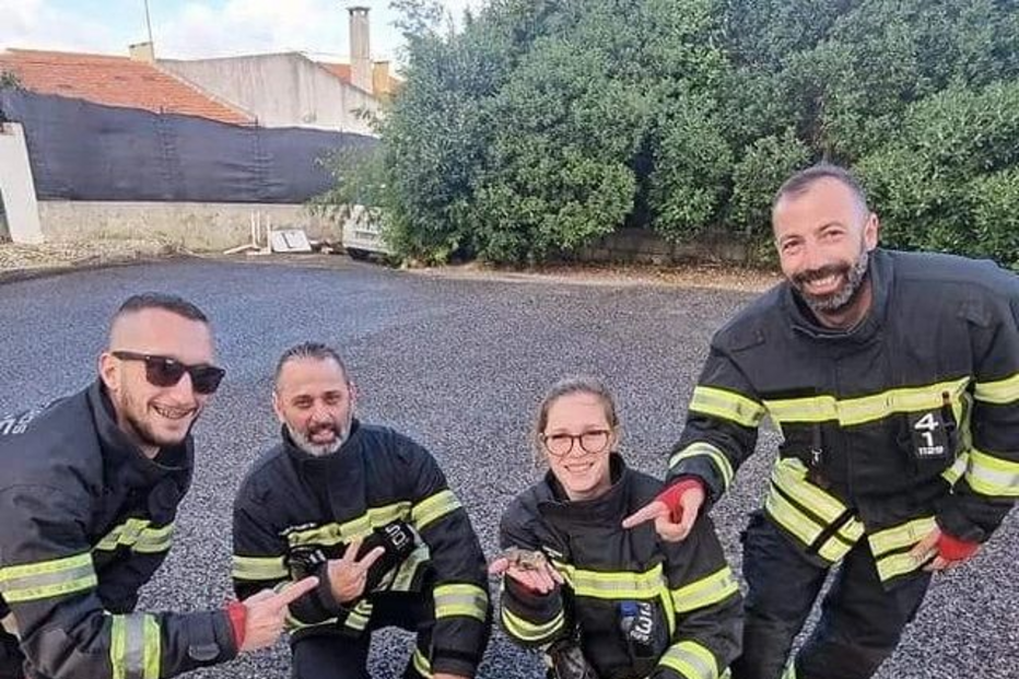 Falso crocodilo mobiliza bombeiros da Parede