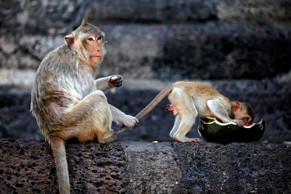 Macacos