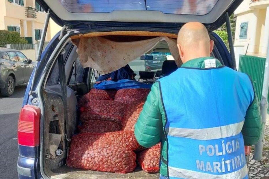 Polícia Marítima apreende quase uma tonelada de amêijoa em Alcochete