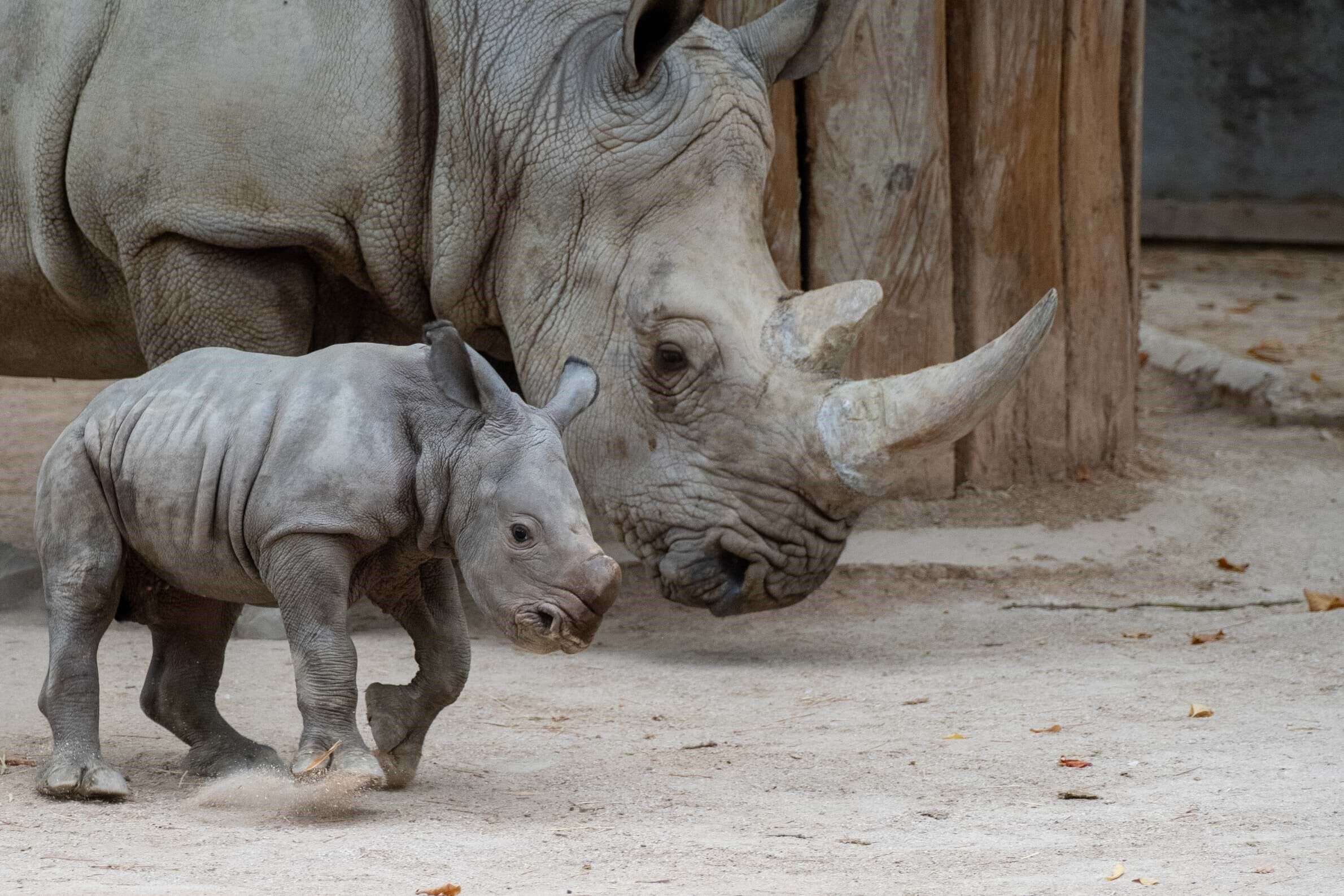 Tigers, pandas and rhinos: get a family pack with a zoo discount this Easter