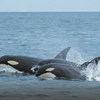 Alerta para orcas ao largo da costa portuguesa