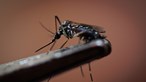 Brasil supera dois milhões de casos de Dengue e bate recorde histórico