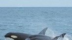 Alerta para orcas ao largo da costa portuguesa