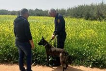 Predador sexual rouba e tenta violar atleta durante treino