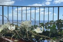 Mariana Medeiros no casamento de Bernardo Sousa e Bruna Gomes