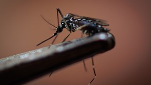 Dengue matou 2072 pessoas no Brasil em quatro meses 