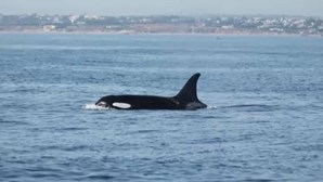 Bióloga afirma que orcas ibéricas partem lemes dos barcos por brincadeira ou socialização 