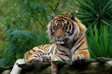 Tigres, pandas e rinocerontes: nesta Páscoa obtenha um pack família com desconto para visitar o Zoo