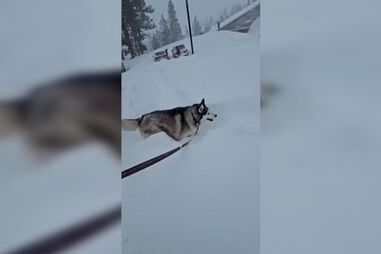 Nevão na Califórnia complica a vida até aos animais