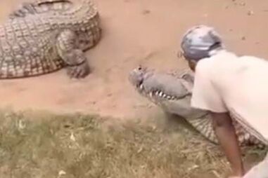 Crocodilo morde cuidador durante espetáculo em parque temático na África do Sul