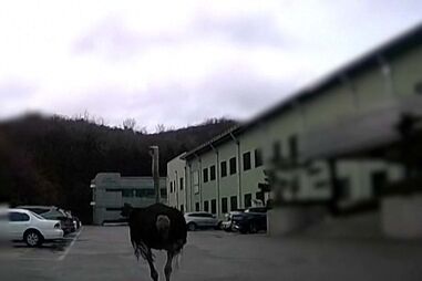 Polícia sul-coreana persegue avestruz em fuga no meio do trânsito