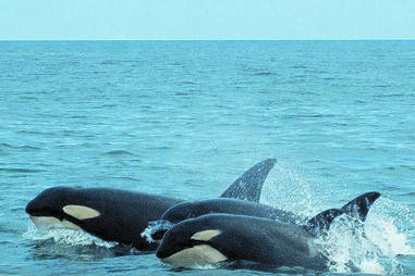 Orcas na costa Portuguesa