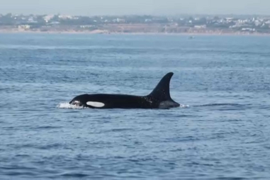 Alerta para orcas ao largo da costa portuguesa