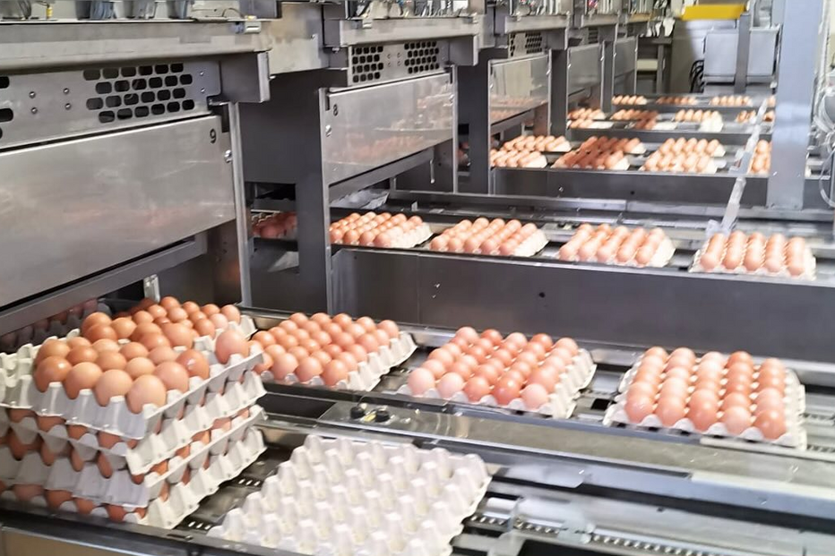 Ovos apreendidos pela ASAE