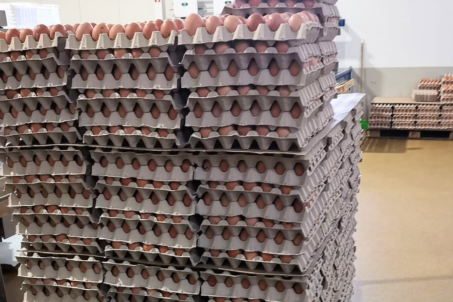 Ovos apreendidos pela ASAE