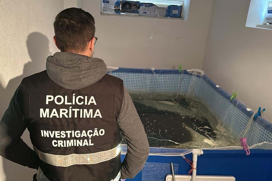 Polícia Marítima ataca rede do meixão