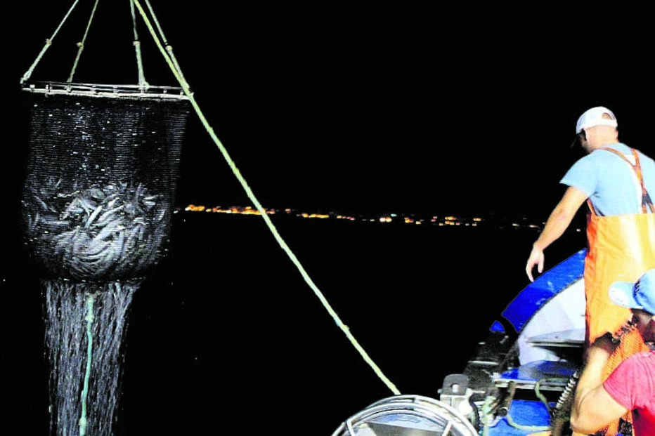 Sardinha mais longe da costa algarvia