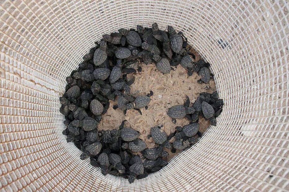 Tartarugas em Cabo Verde