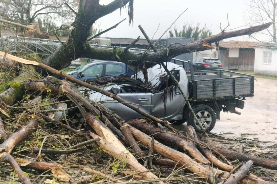 Queda de árvore de grande porte atinge quatro carros estacionados no Centro Hípico de Coimbra