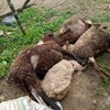 Veneno mata 43 ovelhas e cadela de pastor em Alenquer