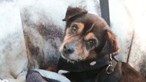 "Para um fim de vida digno": Associação procura família para cadela sem língua em fase terminal