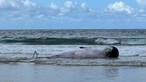 Baleia morta dá à costa na praia da Fonte da Telha em Almada