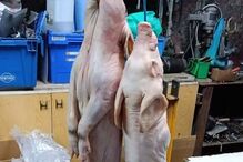 ASAE deteve quatro pessoas e apreendeu 2,5 toneladas de carne na 'Operação Páscoa'