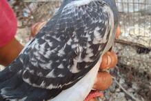 Pombo-correio está em recuperação