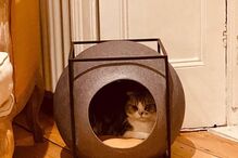 Gato de Taylor Swift