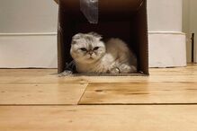 A gata de Taylor Swift