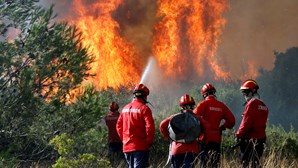 Associação de empresas florestais diz que estratégia de limpeza anual para prevenir fogos deve ser repensada 