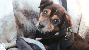 "Para um fim de vida digno": Associação procura família para cadela sem língua em fase terminal