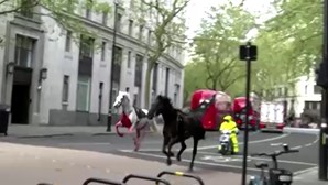 Cavalos à solta semeiam o pânico nas ruas de Londres