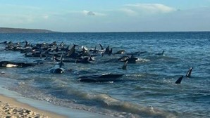Dezenas de baleias-piloto encalham na costa oeste da Austrália