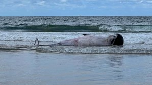Baleia morta dá à costa na praia da Fonte da Telha na Costa da Caparica