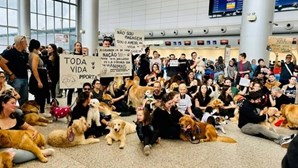 Manifestantes concentram-se em aeroportos brasileiros em homenagem a cão morto devido a erro de companhia aérea