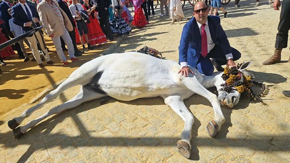 Égua que puxava carruagem sofre enfarte e morre em Sevilha