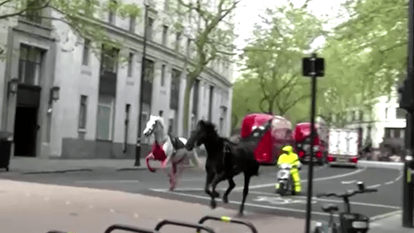 Quatro feridos e viaturas danificadas: Cavalos à solta nas ruas de Londres semeiam o pânico