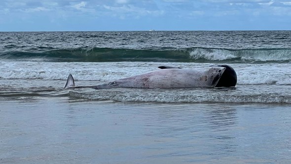 Baleia morta dá à costa na praia da Fonte da Telha