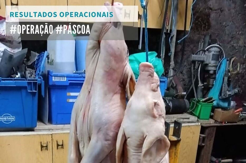 ASAE deteve quatro pessoas e apreendeu 2,5 toneladas de carne na 'Operação Páscoa'