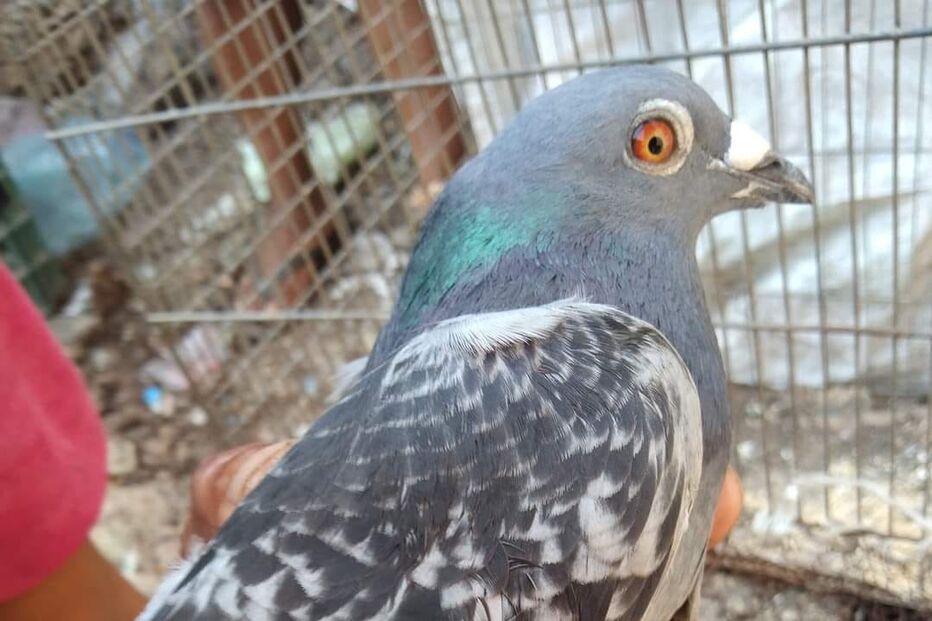 Pombo-correio está em recuperação