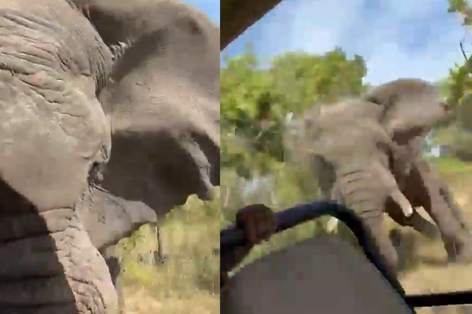 Elefante ataca grupo em atividade de safari na África