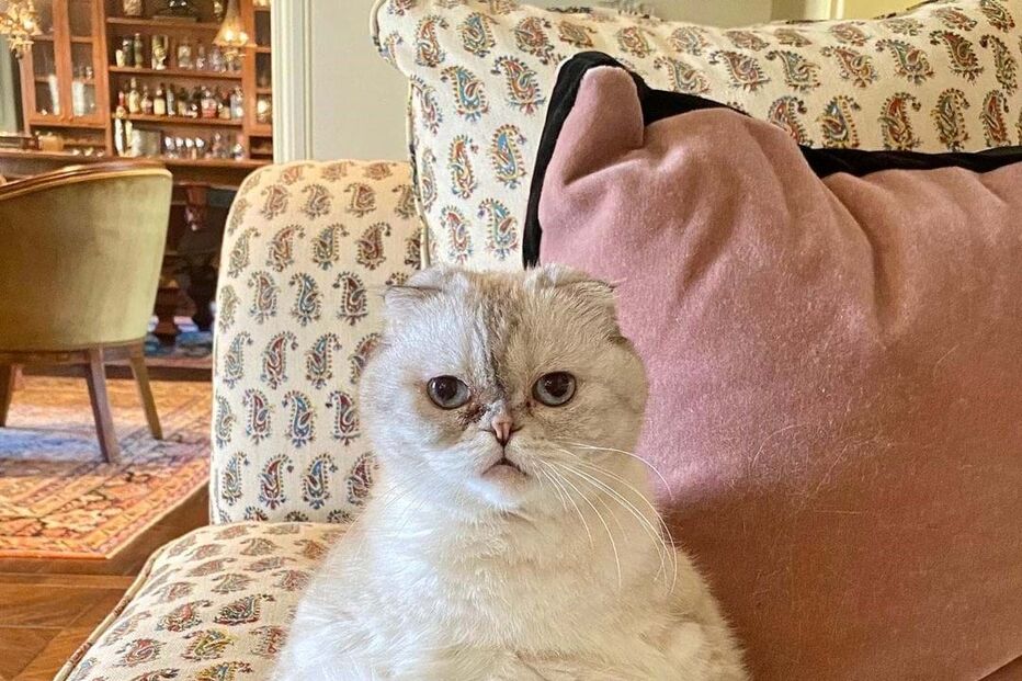 A gata de Taylor Swift